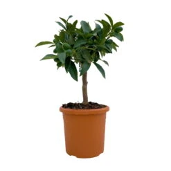 Kumquat, Mini-Stamm, Topf-Ø 15 Cm -Compo Verkaufsgeschäft 0630100623 KB Citrus fort marg Stamm T15 1 104317