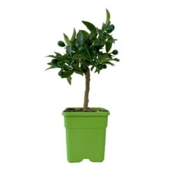 Kumquat, Mini-Stamm, Topf-Ø 15 Cm -Compo Verkaufsgeschäft 0630100623 KB Citrus fort marg Stamm T15 7 104318