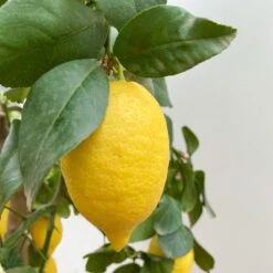 Zitronenbaum, Stamm, Topf-Ø 33 Cm, Höhe Ca. 150 Cm -Compo Verkaufsgeschäft 0630100696 KB Citrus limon Stamm T33 2 90763