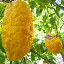 Zitronatzitrone 'Maxima', Stamm, Topf-Ø 22 Cm, Höhe 70 Cm