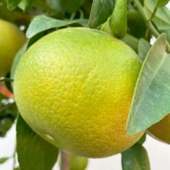 Grapefruitbaum, Stamm, Topf-Ø 22 Cm, Höhe Ca. 70 - 80 Cm -Compo Verkaufsgeschäft 0630100702 KB Citrus Paradisi Stamm T33 6 104221