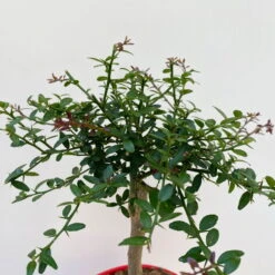 Fingerlimette, Topf-Ø 15 Cm, Höhe Ca. 40 Cm 11 Fingerlimette, Topf-Ø 15 Cm, Höhe Ca. 40 Cm -Compo Verkaufsgeschäft 0630100709 Microcitrus australasica Stamm Fingerlimette 4 109821