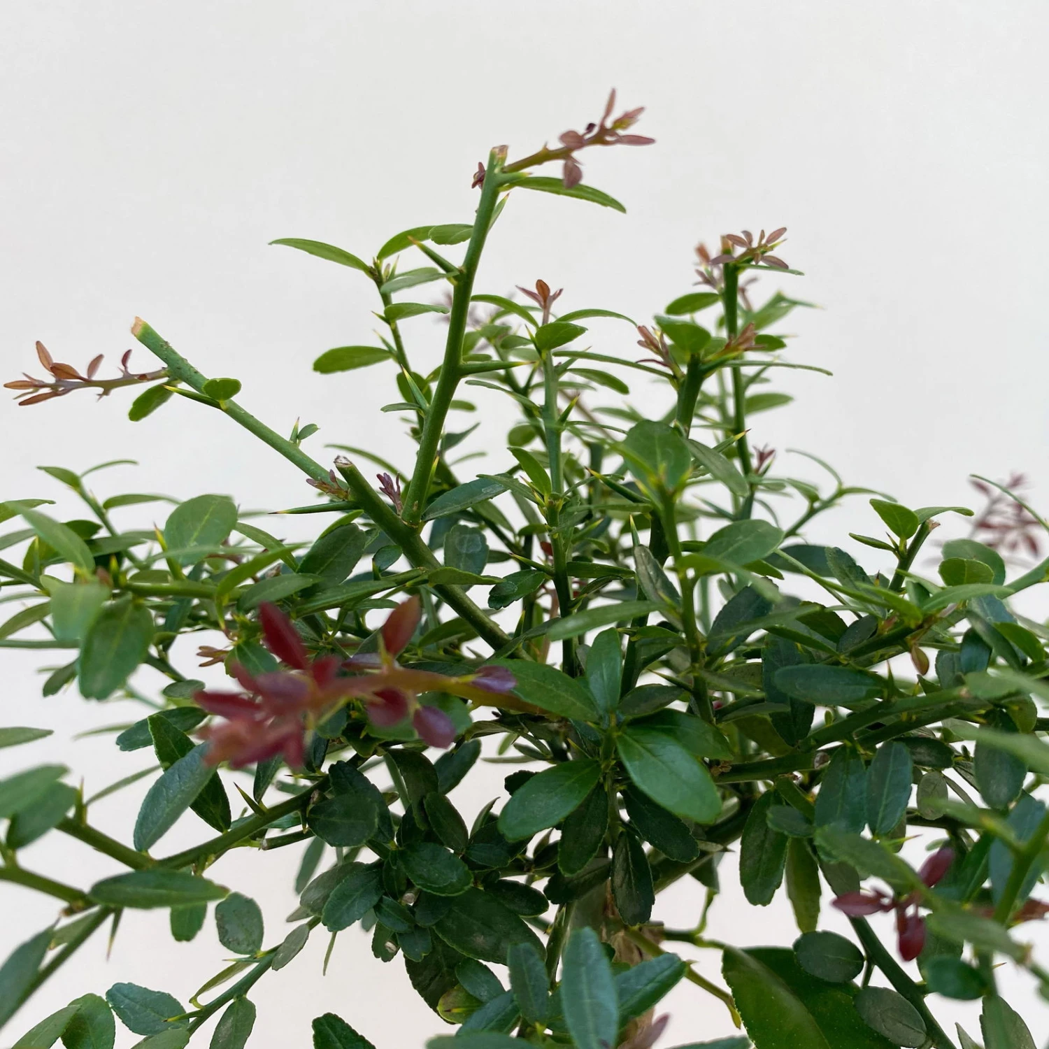 Fingerlimette, Topf-Ø 15 Cm, Höhe Ca. 40 Cm 4 Fingerlimette, Topf-Ø 15 Cm, Höhe Ca. 40 Cm - Image 4