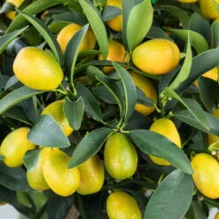 Kumquat, Mini-Stamm, Topf-Ø 15 Cm -Compo Verkaufsgeschäft 0630100732 KB Citrus fort marg Stamm T15 Kumquat farbiger Topf H40 WS 1 98117