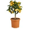 Kumquat, Mini-Stamm, Topf-Ø 15 Cm 11 Kumquat, Mini-Stamm, Topf-Ø 15 Cm -Compo Verkaufsgeschäft 0630100732 KB Citrus fort marg Stamm T15 Kumquat farbiger Topf H40 WS 2 98116