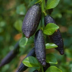 Fingerlimette, Topf-Ø 15 Cm, Höhe Ca. 40 Cm 13 Fingerlimette, Topf-Ø 15 Cm, Höhe Ca. 40 Cm -Compo Verkaufsgeschäft 0630100735 Citrus australasica Stamm T20 H60 70 WS 1 98314 1