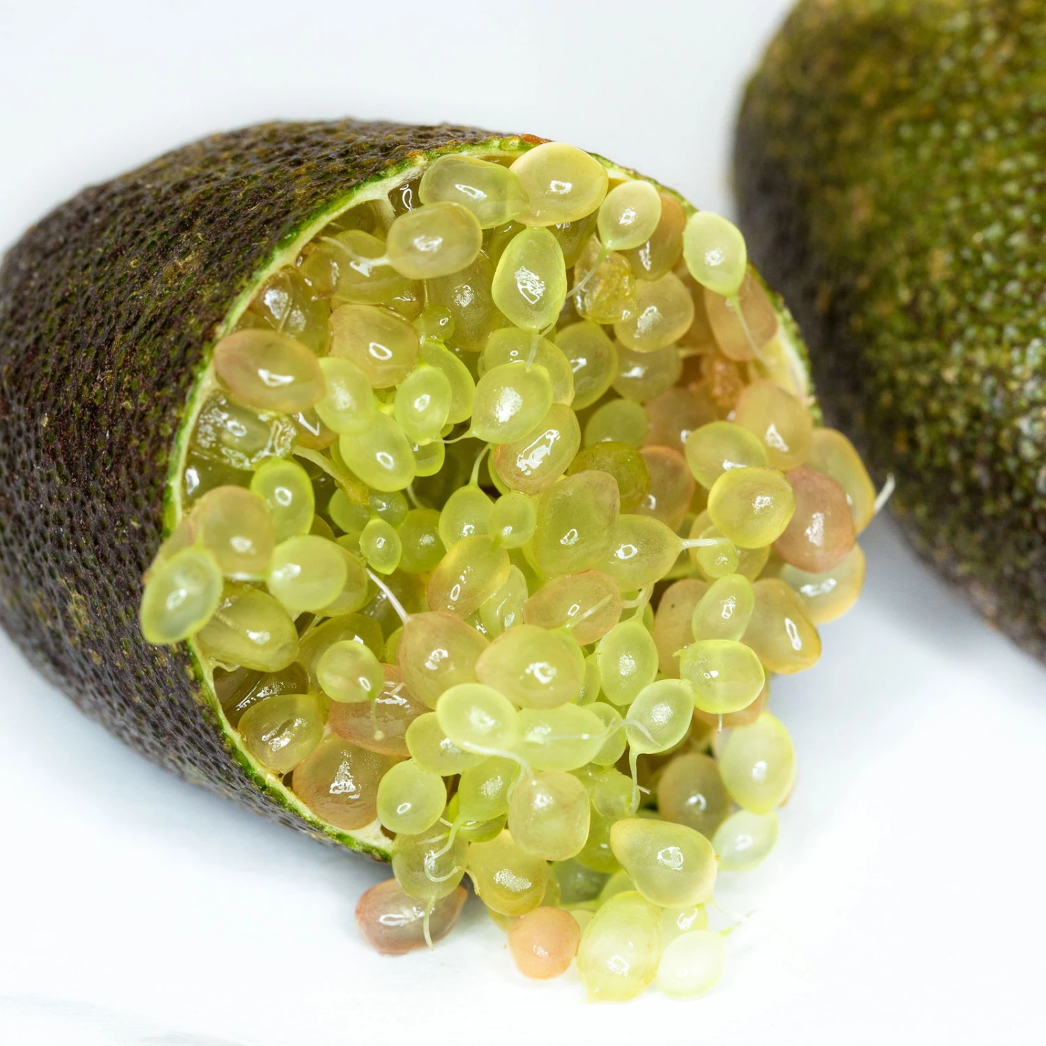 Fingerlimette, Topf-Ø 15 Cm, Höhe Ca. 40 Cm 2 Fingerlimette, Topf-Ø 15 Cm, Höhe Ca. 40 Cm - Image 2