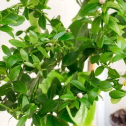 Fingerlimette, Topf-Ø 15 Cm, Höhe Ca. 40 Cm 14 Fingerlimette, Topf-Ø 15 Cm, Höhe Ca. 40 Cm -Compo Verkaufsgeschäft 0630100735 Citrus australasica Stamm T20 H60 70 WS 3 98313 1