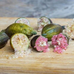 Fingerlimette, Topf-Ø 20 Cm, Höhe Ca.60 Cm -Compo Verkaufsgeschäft 0630100735 Citrus australasica Stamm T20 H60 70 WS 4 98316