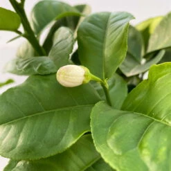 Riesenzitrone, Stamm, Topf-Ø 36 Cm, Höhe Ca. 150 Cm -Compo Verkaufsgeschäft 0630100777 Citrus Lipo Kaiserzitrone Citrus limon x Citrus paradisi T20 2 104874