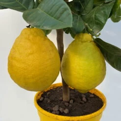 Riesenzitrone, Stamm, Topf-Ø 36 Cm, Höhe Ca. 150 Cm -Compo Verkaufsgeschäft 0630100777 Citrus Lipo Kaiserzitrone Citrus limon x Citrus paradisi T20 3 104877