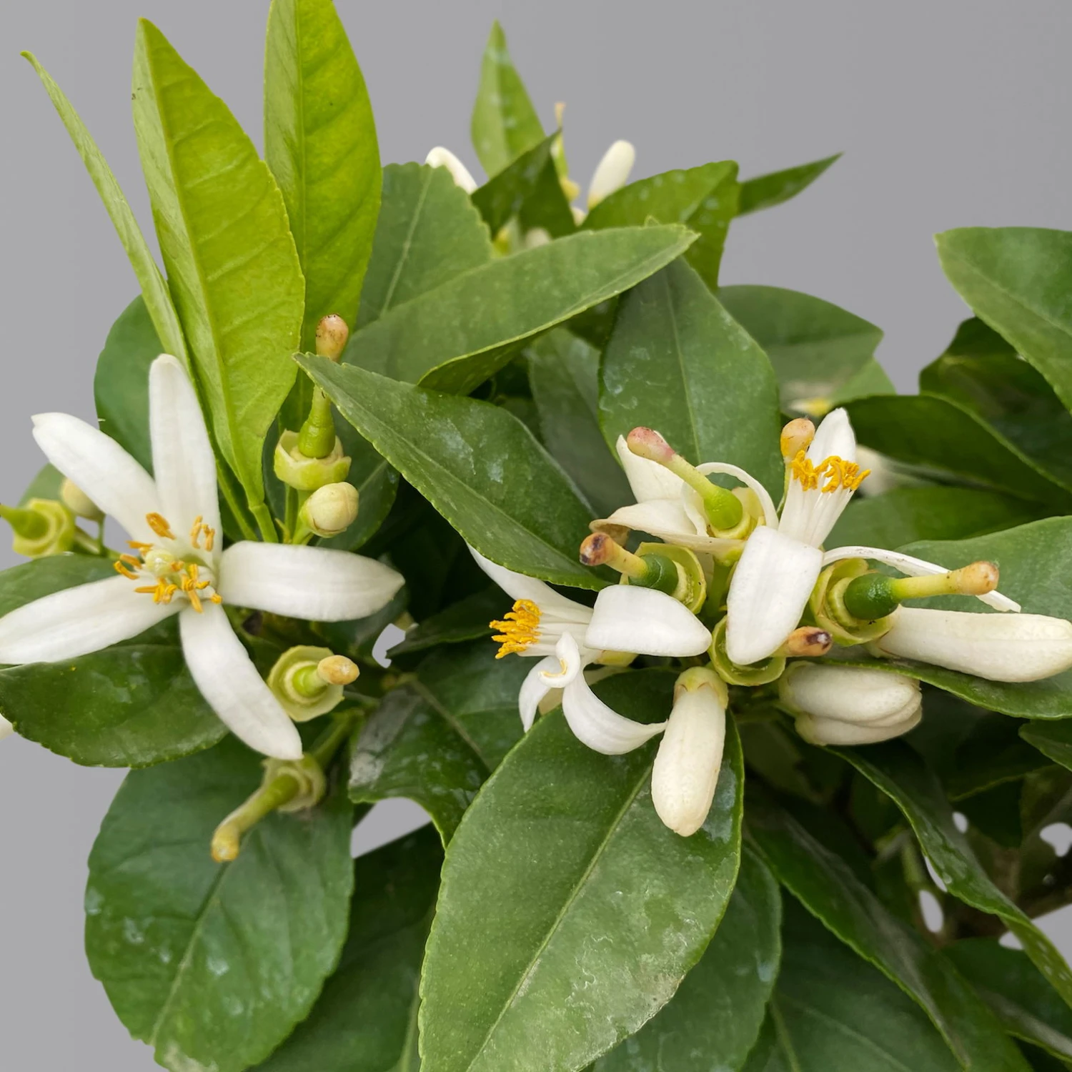 Zitrone 'Rosso', Stamm, Topf-Ø 20 Cm, Höhe Ca. 70 Cm 2 Zitrone 'Rosso', Stamm, Topf-Ø 20 Cm, Höhe Ca. 70 Cm - Image 2