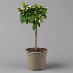 Zitrone 'Rosso', Stamm, Topf-Ø 20 Cm, Höhe Ca. 70 Cm 12 Zitrone 'Rosso', Stamm, Topf-Ø 20 Cm, Höhe Ca. 70 Cm -Compo Verkaufsgeschäft 0630200006 Citrus limon Stamm 20 3162Giambo Rosso H60 2 125600