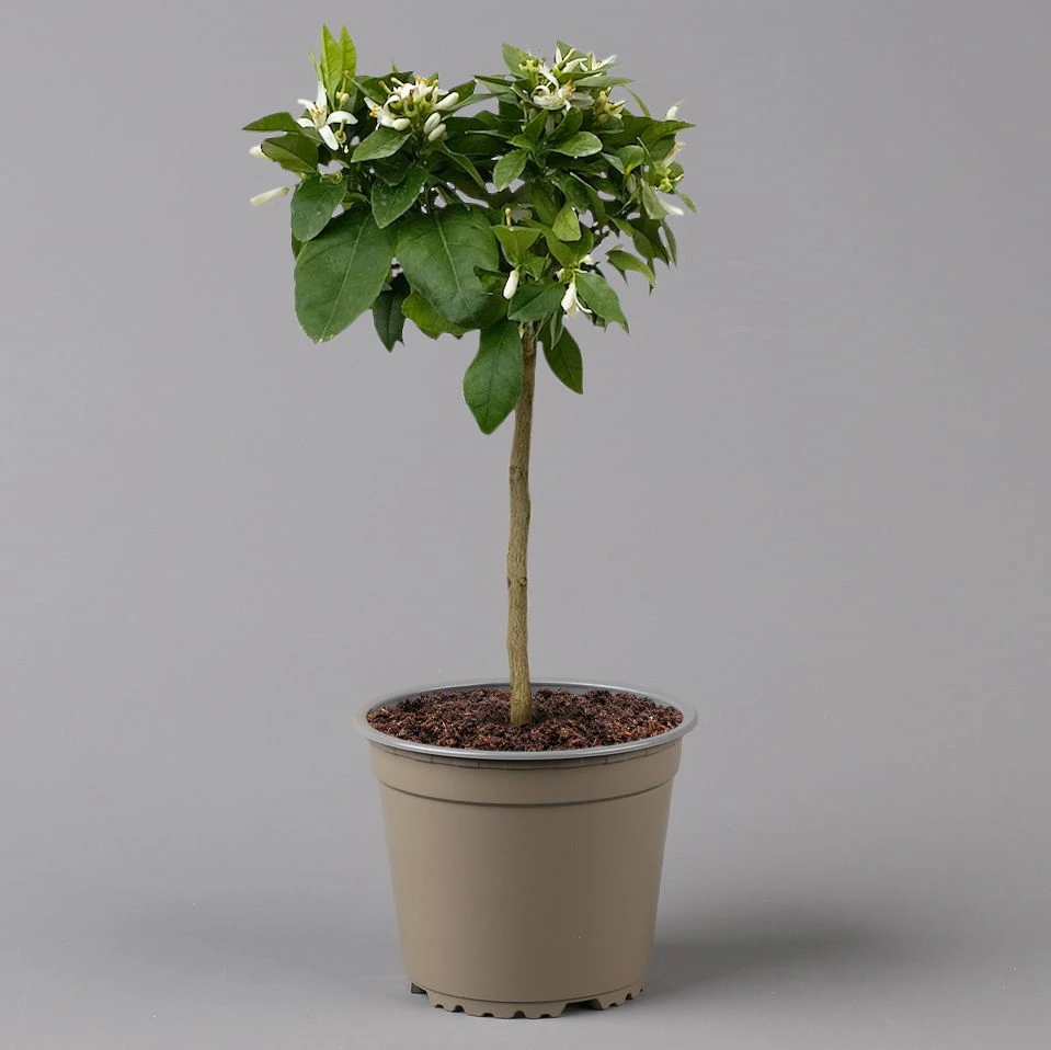 Zitrone 'Rosso', Stamm, Topf-Ø 20 Cm, Höhe Ca. 70 Cm 4 Zitrone 'Rosso', Stamm, Topf-Ø 20 Cm, Höhe Ca. 70 Cm - Image 4