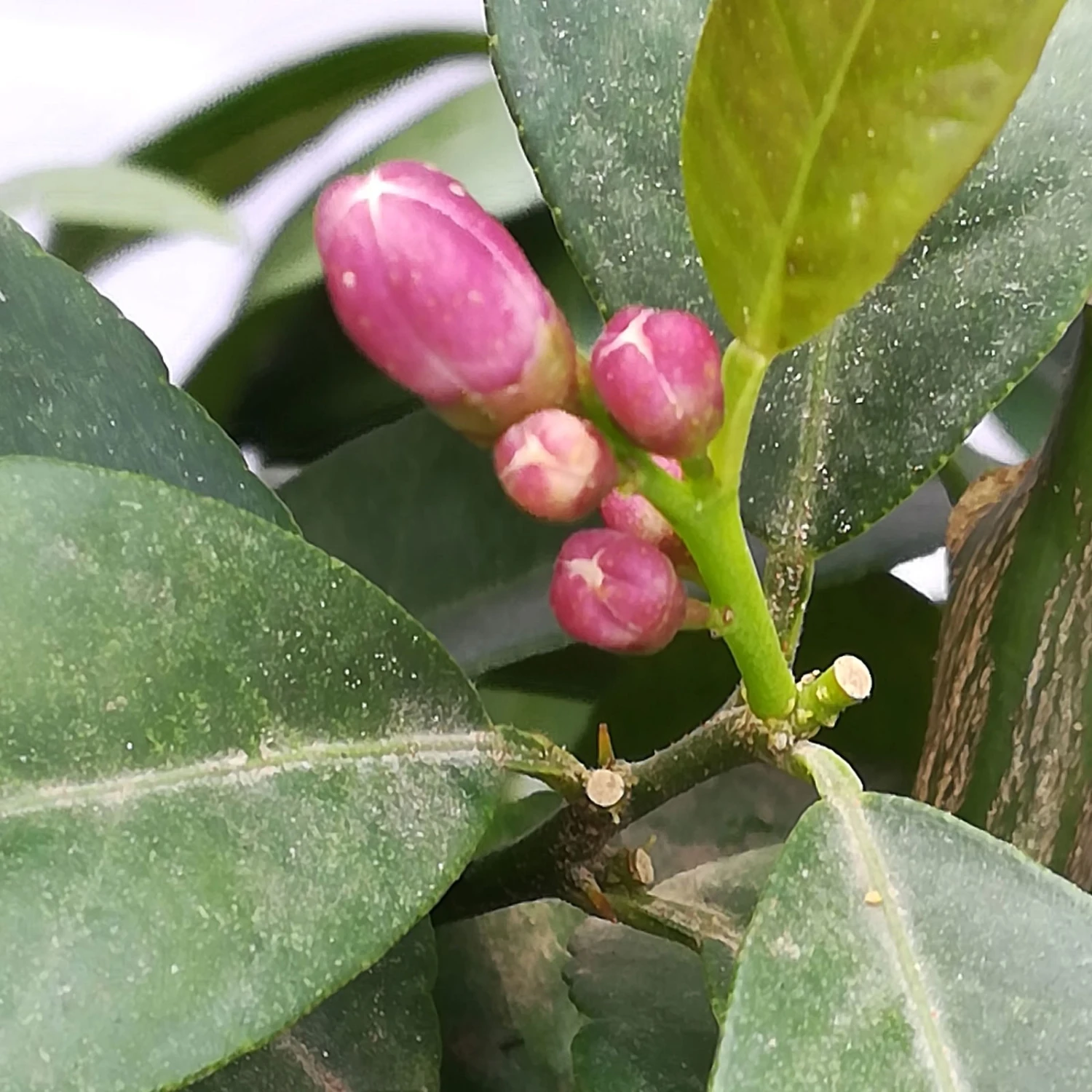 Zitrone 'Rosso', Stamm, Topf-Ø 20 Cm, Höhe Ca. 70 Cm 7 Zitrone 'Rosso', Stamm, Topf-Ø 20 Cm, Höhe Ca. 70 Cm - Image 7