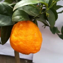 Zitrone 'Rosso', Stamm, Topf-Ø 20 Cm, Höhe Ca. 70 Cm 11 Zitrone 'Rosso', Stamm, Topf-Ø 20 Cm, Höhe Ca. 70 Cm -Compo Verkaufsgeschäft 0630200006 Citrus limon Stamm T20 H60 80 Rosso 6 78897