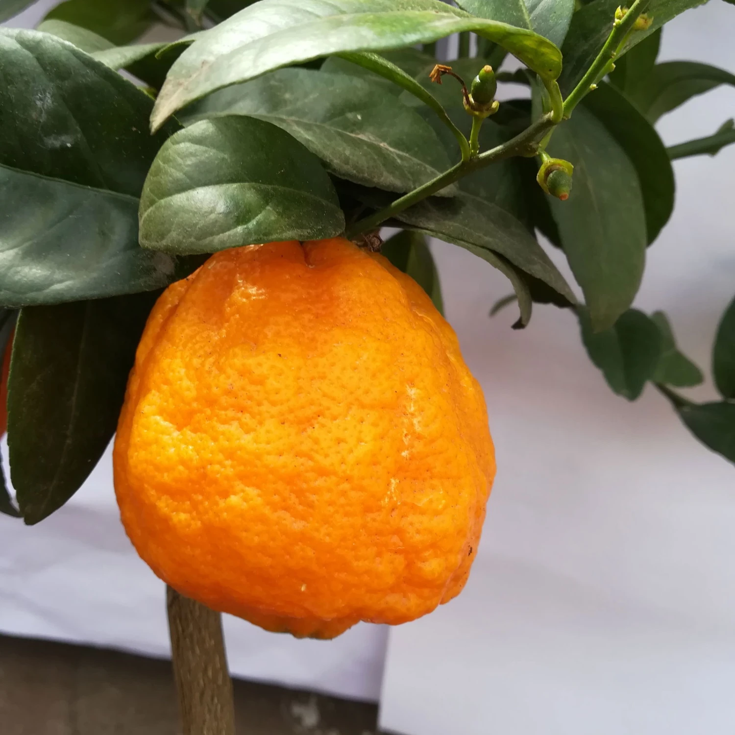 Zitrone 'Rosso', Stamm, Topf-Ø 20 Cm, Höhe Ca. 70 Cm 3 Zitrone 'Rosso', Stamm, Topf-Ø 20 Cm, Höhe Ca. 70 Cm - Image 3