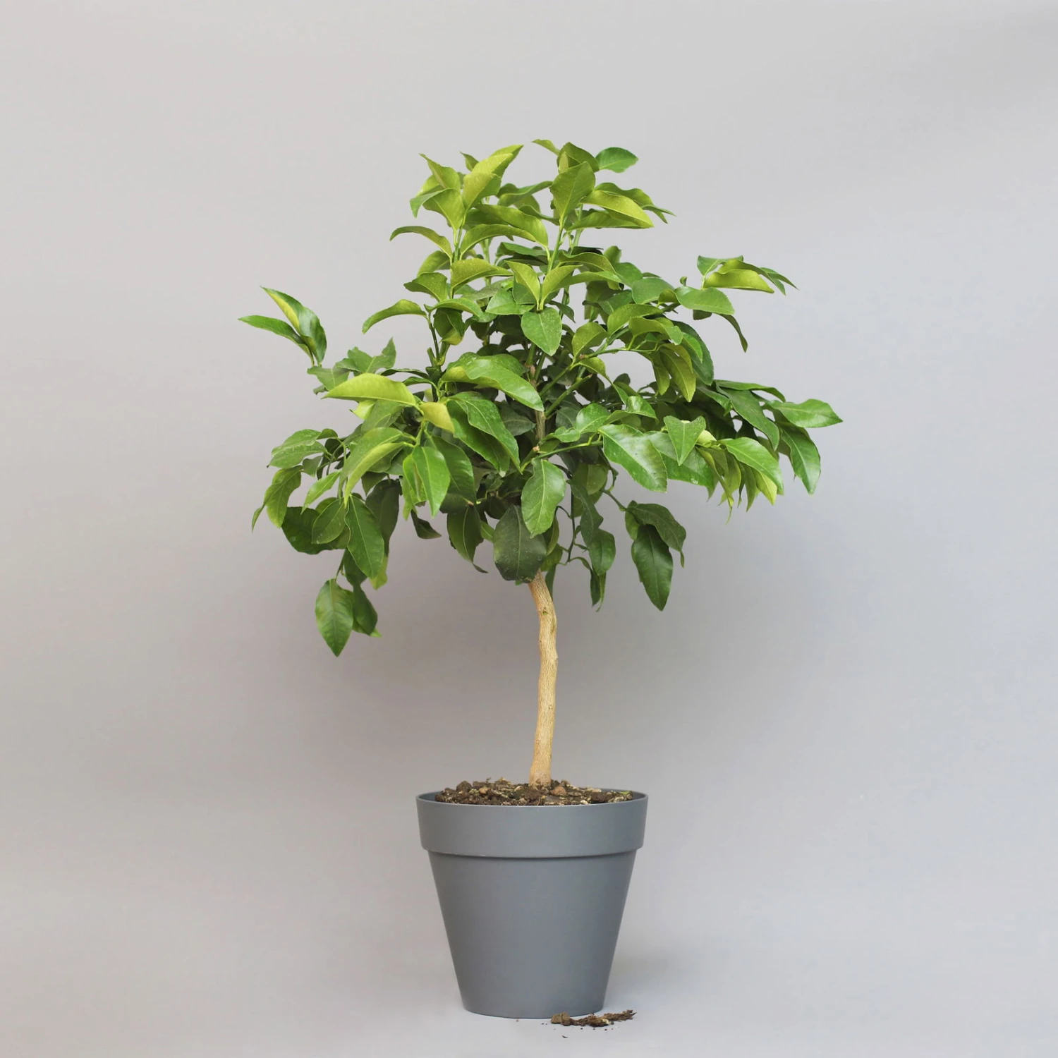 Bergamotte 'Bergamia', Stamm, Topf-Ø 20 Cm, Höhe Ca. 60 Cm 2 Bergamotte 'Bergamia', Stamm, Topf-Ø 20 Cm, Höhe Ca. 60 Cm - Image 2