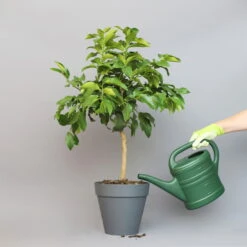 Bergamotte 'Bergamia', Stamm, Topf-Ø 20 Cm, Höhe Ca. 60 Cm 9 Bergamotte 'Bergamia', Stamm, Topf-Ø 20 Cm, Höhe Ca. 60 Cm -Compo Verkaufsgeschäft 0630200007 Citrus limon Stamm T20 Bergamia 2 97290