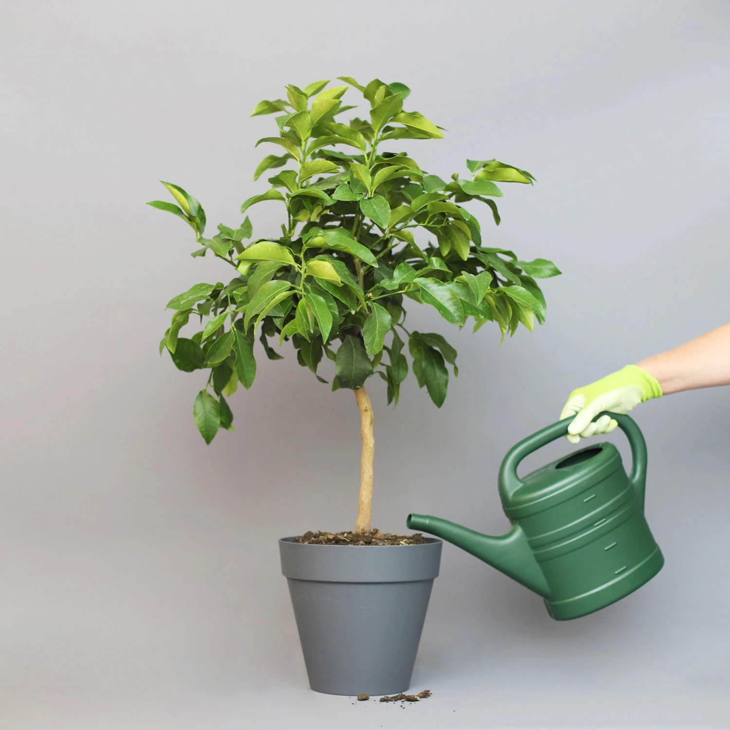 Bergamotte 'Bergamia', Stamm, Topf-Ø 20 Cm, Höhe Ca. 60 Cm 3 Bergamotte 'Bergamia', Stamm, Topf-Ø 20 Cm, Höhe Ca. 60 Cm - Image 3