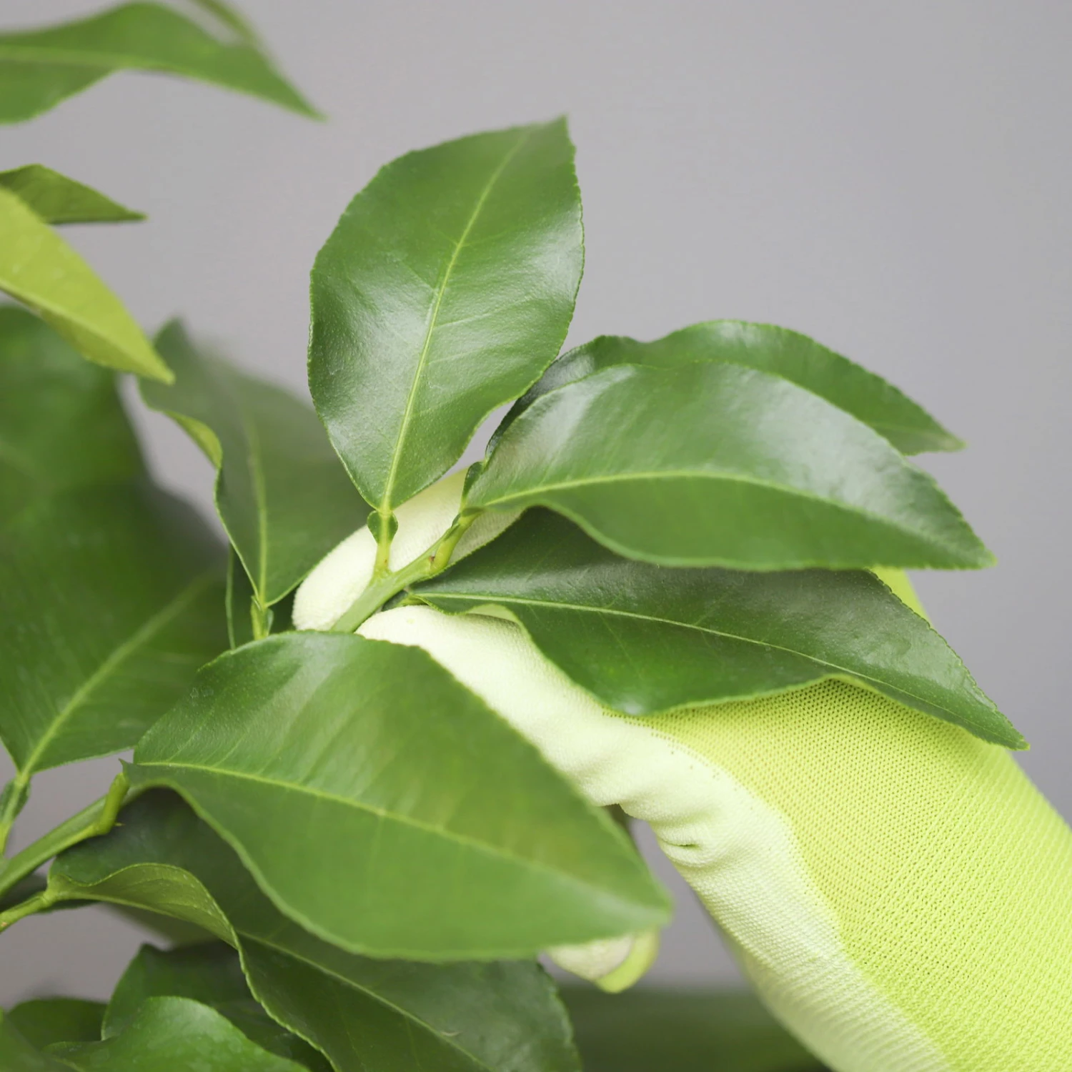 Bergamotte 'Bergamia', Stamm, Topf-Ø 20 Cm, Höhe Ca. 60 Cm 5 Bergamotte 'Bergamia', Stamm, Topf-Ø 20 Cm, Höhe Ca. 60 Cm - Image 5