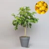 Bergamotte 'Bergamia', Stamm, Topf-Ø 20 Cm, Höhe Ca. 60 Cm -Compo Verkaufsgeschäft 0630200007 Citrus limon Stamm T20 Bergamia 97292