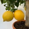Zitronenbaum, Stamm, Topf-Ø 22 Cm, Höhe Ca. 70 Cm -Compo Verkaufsgeschäft 0630200009 Citrus limon Stamm 6 104267 1