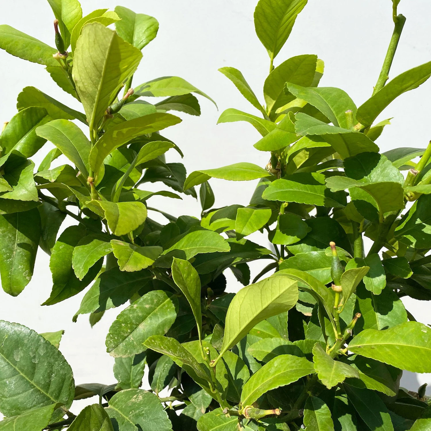 Zitronenbaum, Stamm, Topf-Ø 24 Cm, Höhe Ca. 140 Cm 2 Zitronenbaum, Stamm, Topf-Ø 24 Cm, Höhe Ca. 140 Cm - Image 2