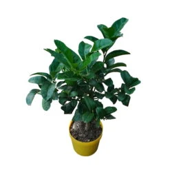 Zitronatzitronenbaum 'Buddhas Hand', Stamm, Topf-Ø 20 Cm -Compo Verkaufsgeschäft 0630200016 Citrus limon Stamm T20 Buddhas Hand 1 93357