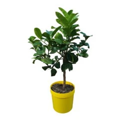 Zitronatzitronenbaum 'Buddhas Hand', Stamm, Topf-Ø 20 Cm -Compo Verkaufsgeschäft 0630200016 Citrus limon Stamm T20 Buddhas Hand 4 93355