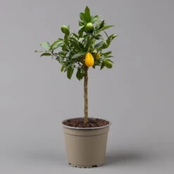 Limequat, Topf Ca. 20 Cm Ø, Höhe Ca. 60 Cm, -Compo Verkaufsgeschäft 0630300001 Citrus x floridana Stamm T20 3162 Limequat H60 farb Topf 2 125604