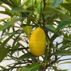 Limequat, Topf Ca. 20 Cm Ø, Höhe Ca. 60 Cm, -Compo Verkaufsgeschäft 0630300001 Citrus x floridana Stamm T20 5 104268