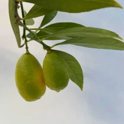 Limequat, Topf Ca. 20 Cm Ø, Höhe Ca. 60 Cm, -Compo Verkaufsgeschäft 0630300001 Citrus x floridana Stamm T20 8 104269