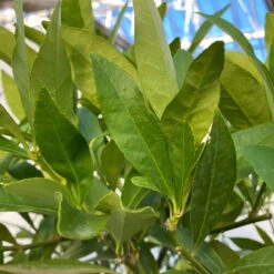 Limequat, Topf Ca. 20 Cm Ø, Höhe Ca. 60 Cm, -Compo Verkaufsgeschäft 0630300001 Citrus x floridana Stamm T20 9 104270