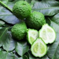 Bio Gewürz-Limette, Topf-Ø 12 Cm, 2er-Set -Compo Verkaufsgeschäft 0630300010 Citrus hystrix Stamm Gewuerzzitrus 1 104819