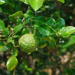 Bio Gewürz-Limette, Topf-Ø 12 Cm, 2er-Set -Compo Verkaufsgeschäft 0630300010 Citrus hystrix Stamm Gewuerzzitrus 3 104818