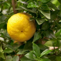 Citrus Myrtifolia, Stamm, Topf-Ø 20 Cm, Höhe Ca. 60 Cm 19 Citrus Myrtifolia, Stamm, Topf-Ø 20 Cm, Höhe Ca. 60 Cm -Compo Verkaufsgeschäft 0630400005 Citrus myrtifolia Stamm T20 1 104274 1