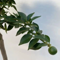 Citrus Myrtifolia, Stamm, Topf-Ø 22 Cm, Höhe Ca. 70 Cm 7 Citrus Myrtifolia, Stamm, Topf-Ø 22 Cm, Höhe Ca. 70 Cm -Compo Verkaufsgeschäft 0630400005 Citrus myrtifolia Stamm T20 7 104276