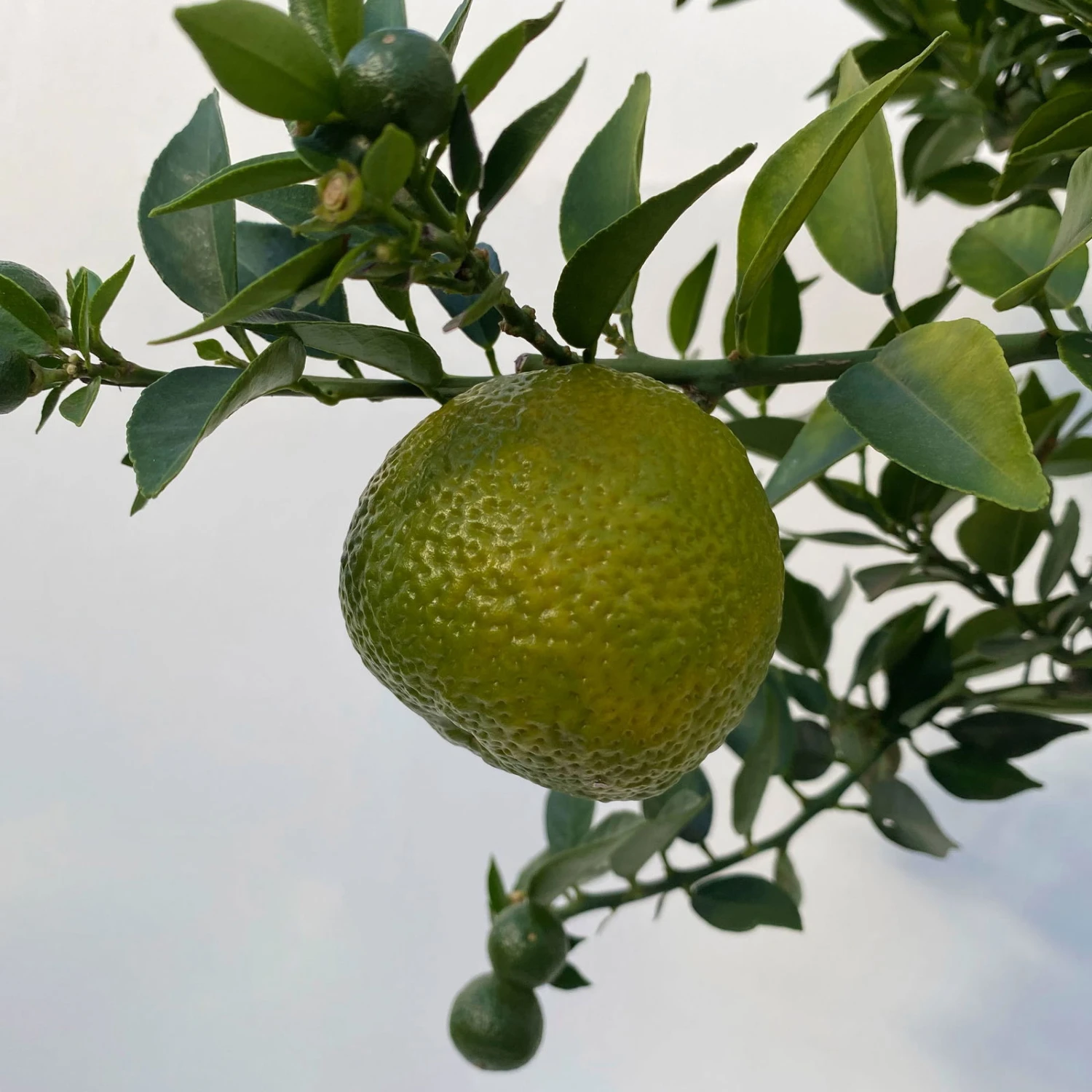 Citrus Myrtifolia, Stamm, Topf-Ø 22 Cm, Höhe Ca. 70 Cm 2 Citrus Myrtifolia, Stamm, Topf-Ø 22 Cm, Höhe Ca. 70 Cm - Image 2