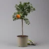 Citrus Myrtifolia, Stamm, Topf-Ø 20 Cm, Höhe Ca. 60 Cm