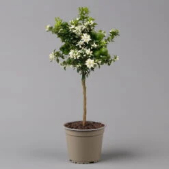 Citrus Myrtifolia, Stamm, Topf-Ø 20 Cm, Höhe Ca. 60 Cm 14 Citrus Myrtifolia, Stamm, Topf-Ø 20 Cm, Höhe Ca. 60 Cm -Compo Verkaufsgeschäft 0630400005 Citrus myrtifolia Stamm T20 Chinotto H60 2 125609