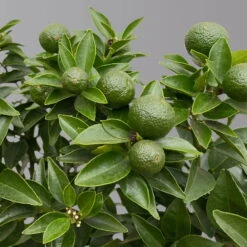 Citrus Myrtifolia, Stamm, Topf-Ø 20 Cm, Höhe Ca. 60 Cm 17 Citrus Myrtifolia, Stamm, Topf-Ø 20 Cm, Höhe Ca. 60 Cm -Compo Verkaufsgeschäft 0630400005 Citrus myrtifolia Stamm T20 Chinotto H60 5 125608