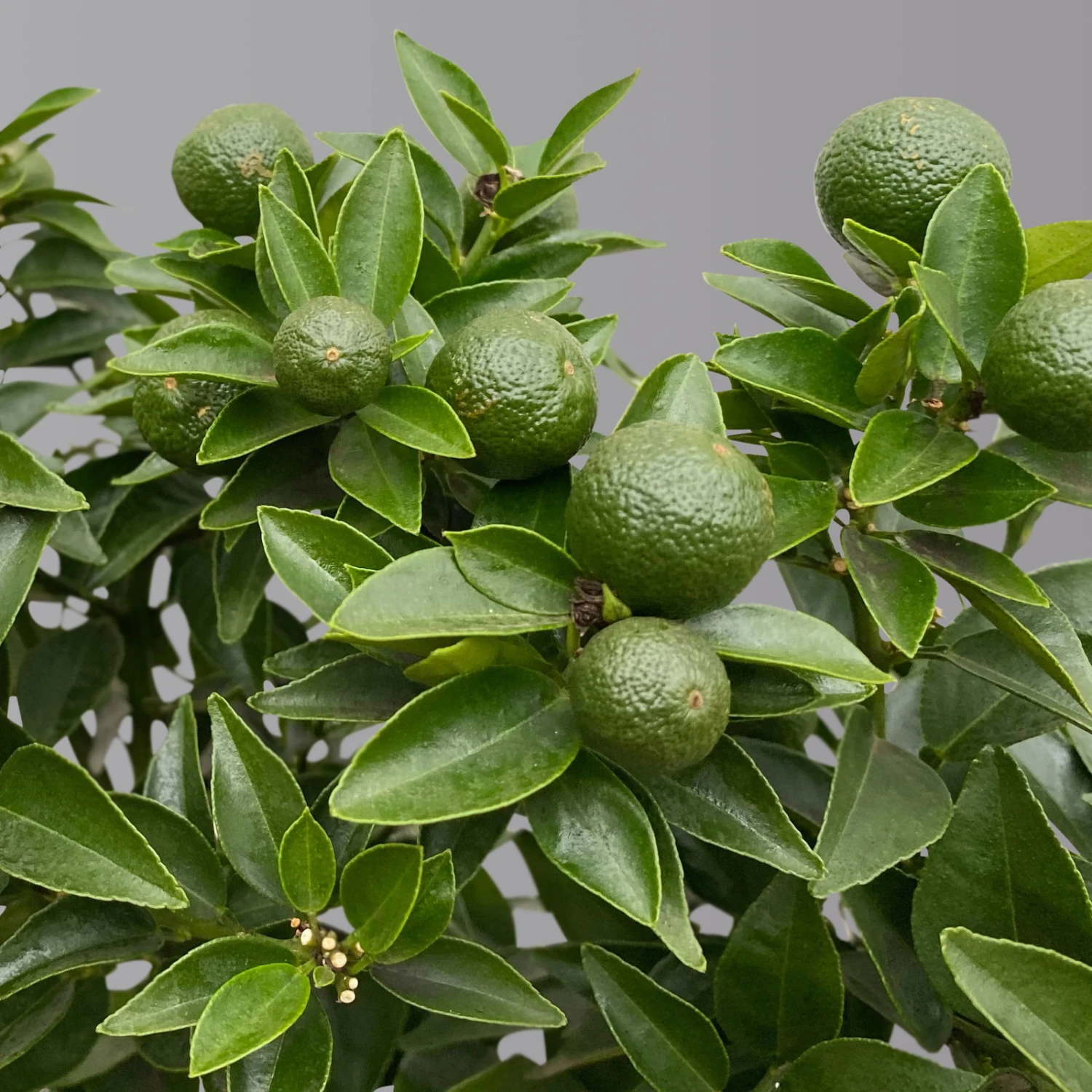 Citrus Myrtifolia, Stamm, Topf-Ø 20 Cm, Höhe Ca. 60 Cm 6 Citrus Myrtifolia, Stamm, Topf-Ø 20 Cm, Höhe Ca. 60 Cm – Bild 6