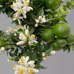 Citrus Myrtifolia, Stamm, Topf-Ø 20 Cm, Höhe Ca. 60 Cm 16 Citrus Myrtifolia, Stamm, Topf-Ø 20 Cm, Höhe Ca. 60 Cm -Compo Verkaufsgeschäft 0630400005 Citrus myrtifolia Stamm T20 Chinotto H60 6 125610