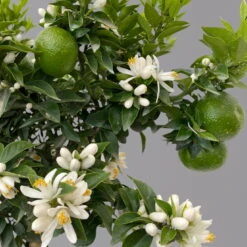 Citrus Myrtifolia, Stamm, Topf-Ø 20 Cm, Höhe Ca. 60 Cm 15 Citrus Myrtifolia, Stamm, Topf-Ø 20 Cm, Höhe Ca. 60 Cm -Compo Verkaufsgeschäft 0630400005 Citrus myrtifolia Stamm T20 Chinotto H60 7 125607