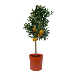Mandarinenbaum, Stamm, Topf-Ø Ca. 20 Cm, Höhe Ca. 70 Cm -Compo Verkaufsgeschäft 0630400012 Citrus reticulata Stamm T20 1 104335