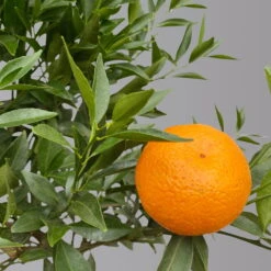 Mandarinenbaum, Stamm, Topf-Ø Ca. 20 Cm, Höhe Ca. 70 Cm -Compo Verkaufsgeschäft 0630400012 Citrus reticulata Stamm T20 3162 H70 1 125613