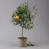 Mandarinenbaum, Stamm, Topf-Ø Ca. 20 Cm, Höhe Ca. 70 Cm 10 Mandarinenbaum, Stamm, Topf-Ø Ca. 20 Cm, Höhe Ca. 70 Cm -Compo Verkaufsgeschäft 0630400012 Citrus reticulata Stamm T20 3162 H70 2 125612