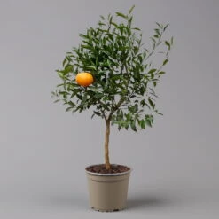 Mandarinenbaum, Stamm, Topf-Ø Ca. 20 Cm, Höhe Ca. 70 Cm -Compo Verkaufsgeschäft 0630400012 Citrus reticulata Stamm T20 3162 H70 3 125615