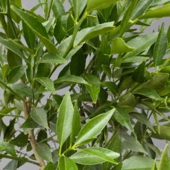 Mandarinenbaum, Stamm, Topf-Ø Ca. 20 Cm, Höhe Ca. 70 Cm -Compo Verkaufsgeschäft 0630400012 Citrus reticulata Stamm T20 3162 H70 4 125614